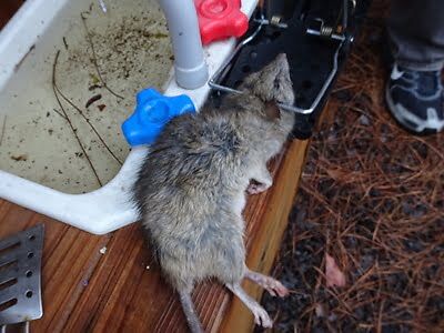 rodent trapping